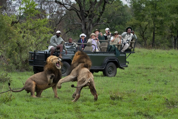 Africa_Safari