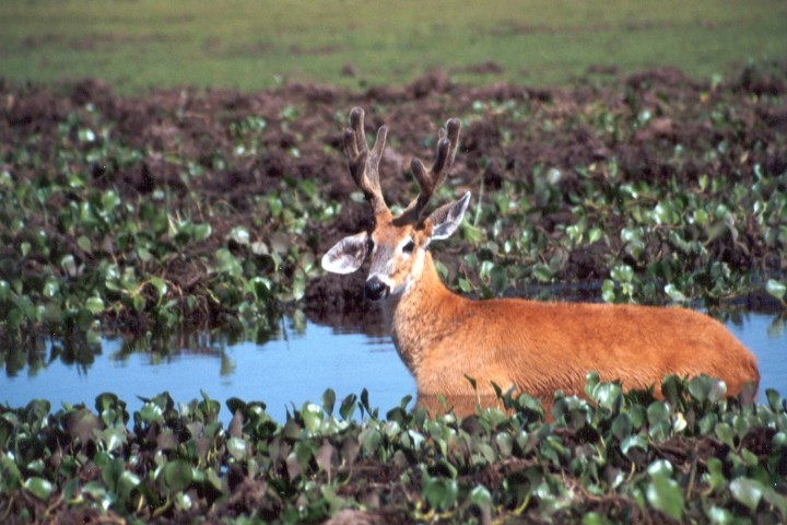 pantanal-04-cia-ecoturismo