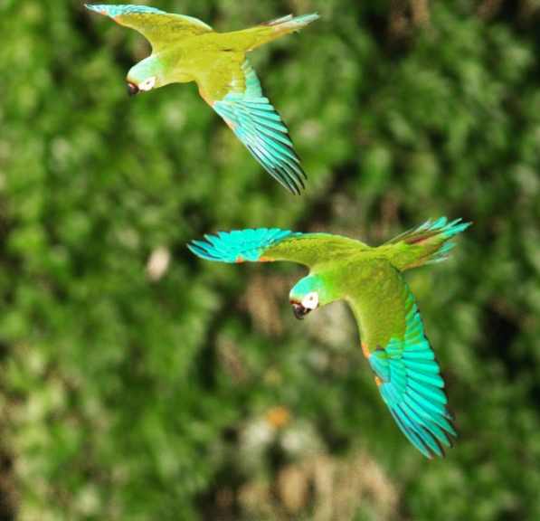 araras-cristalino-e1503766632212