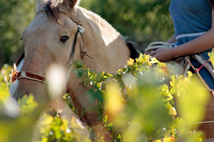 12977181_919331694832006_5709586659120073134_o