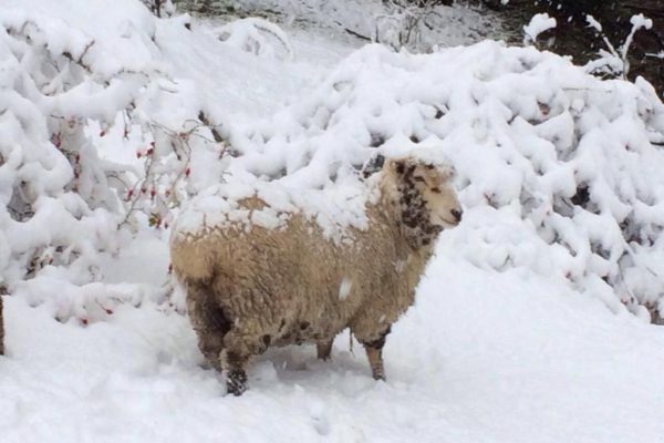 2-Pata-Farm-Futaleufu-River-8-1-600x400