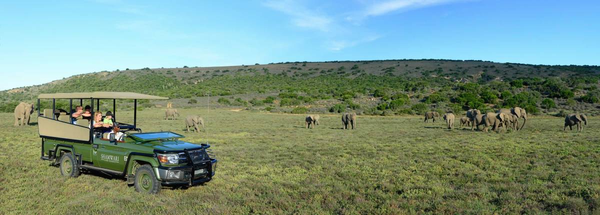 Oito motivos para levar crianças para um safári na África do Sul ...